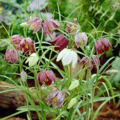 Snake's Head Fritillary -PlantAura Shop visi26883 fritillaria meleagris0cropped