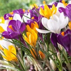 Dutch Crocus Mix -PlantAura Shop visi50589 dutch crocus mix cropped