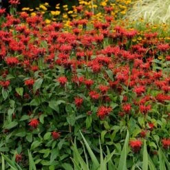 Jacob Cline Bee Balm -PlantAura Shop walters gardens monarda jacob cline cropped 1 1 1