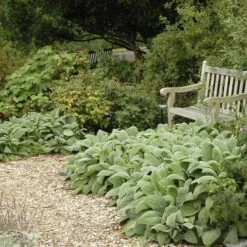 Helen Von Stein Lamb's Ear -PlantAura Shop walters gardens stachys helen von stein