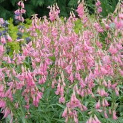 Elfin Pink Penstemon -PlantAura Shop walters gardens penstemon elfin pink cropped