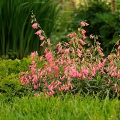 Elfin Pink Penstemon -PlantAura Shop walters gardens penstemon elfin pink cropped 3