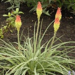 Fire Dance Red Hot Poker -PlantAura Shop walters gardens kniphofia fire dance cropped