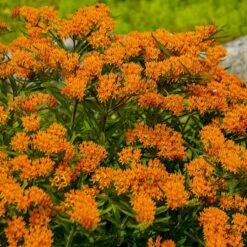 Butterfly Weed (Clay Form) -PlantAura Shop walters gardens asclepias tuberosa cropped 1