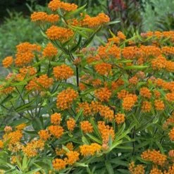 Butterfly Weed (Clay Form) -PlantAura Shop walters gardens asclepias tuberosa cropped 2