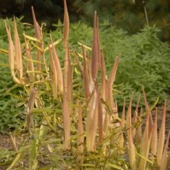Butterfly Weed (Clay Form) -PlantAura Shop walters gardens asclepias tuberosa seed heads cropped