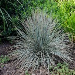 Blue Oat Grass -PlantAura Shop walters gardens helictotrichon sempervirens cropped 2