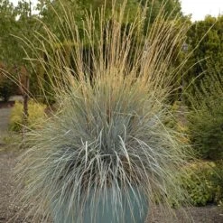 Blue Oat Grass -PlantAura Shop walters gardens helictotrichon sempervirens cropped 4