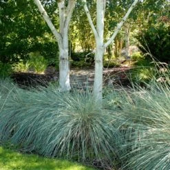 Blue Oat Grass -PlantAura Shop walters gardens helictotrichon sempervirens cropped under trees