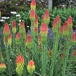 Fire Dance Red Hot Poker -PlantAura Shop walters gardens kniphofia fire dance cropped