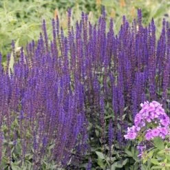Caradonna Salvia -PlantAura Shop walters gardens salvia caradonna cropped