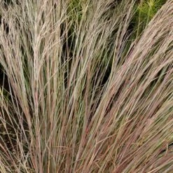 Prairie Blues Little Bluestem Grass -PlantAura Shop walters gardens schizachyrium prairie blues close up foliage cropped