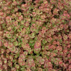 October Daphne Sedum -PlantAura Shop walters gardens sedum october daphne fall foliage closeup cropped