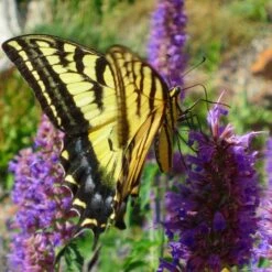 Blue Blazes Agastache -PlantAura Shop western swallowtail sipping agastache blue blazes 3