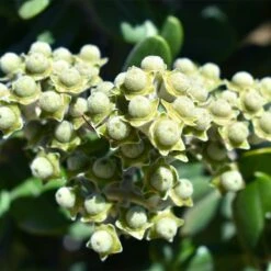 Ice Ballet Swamp Milkweed -PlantAura Shop white ice ballet milkweed asclep