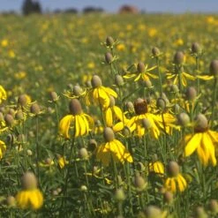 Little Prairie Native Wildflower Seed Mix -PlantAura Shop yellow prairie coneflower little prairie native mix