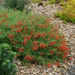 Orange Carpet® Creeping Hummingbird Trumpet (Zauschneria) -PlantAura Shop zauschneria garrettii orange carpet pat hayward plant select