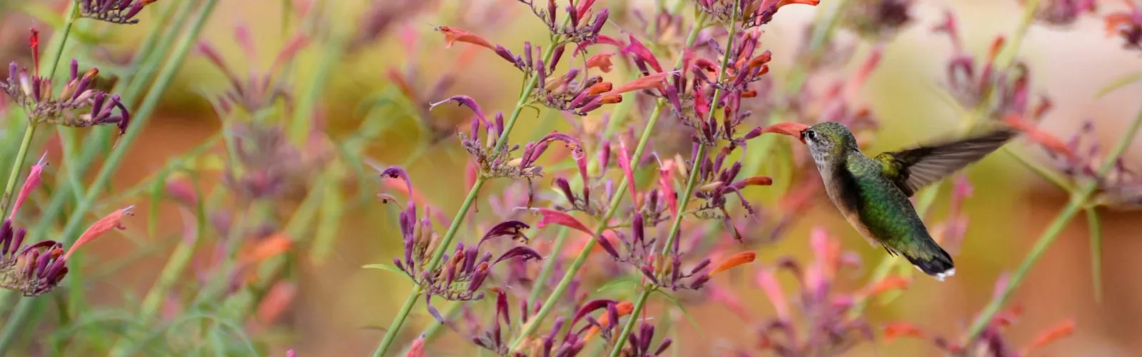 Front Page -PlantAura Shop banner1026