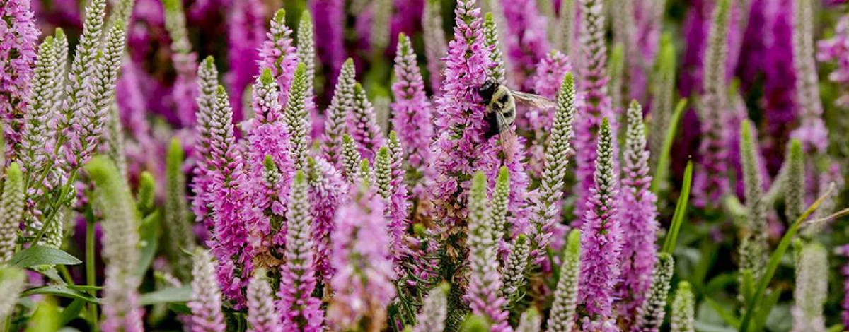 Front Page -PlantAura Shop banner906